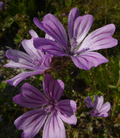 malva sylvestris