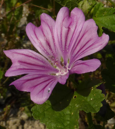 malva sylvestris