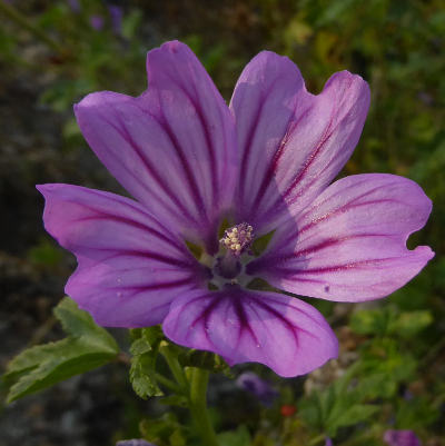 malva sylvestris