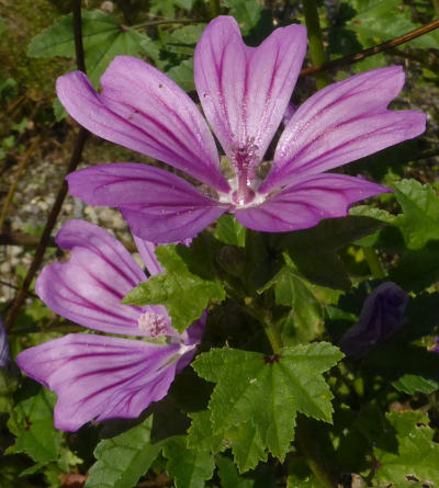 malva sylvestris