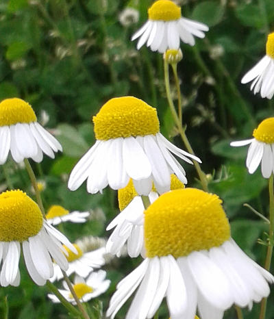 matricaria chamomilla