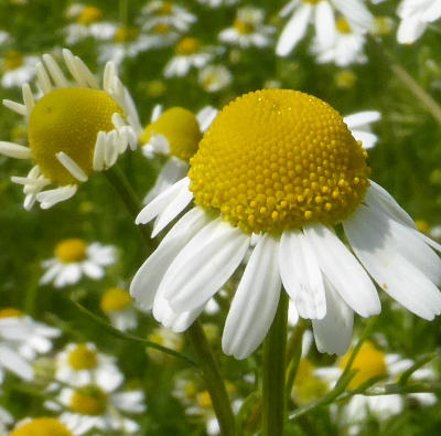 matricaria chamomilla