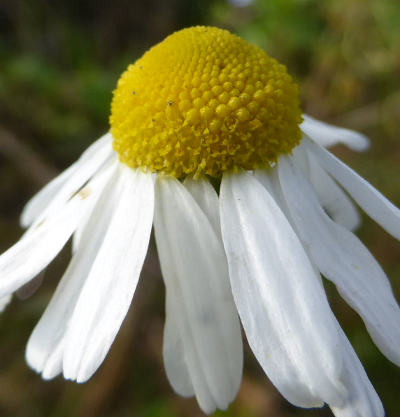 matricaria chamomilla