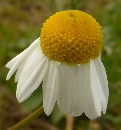 matricaria chamomilla