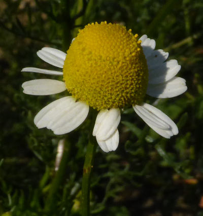 matricaria chamomilla