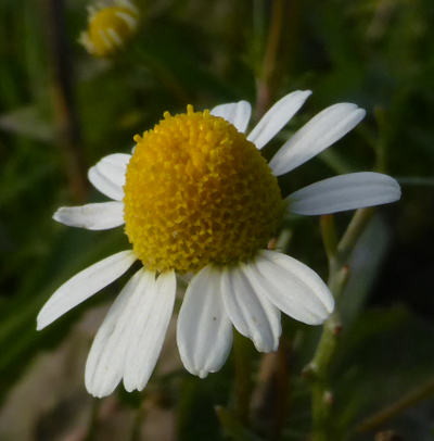 matricaria chamomilla