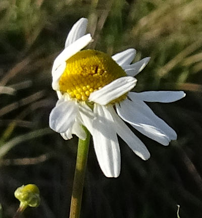 matricaria chamomilla