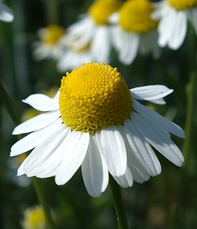 matricaria chamomilla