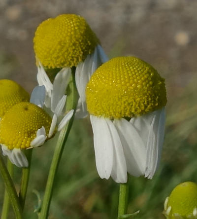 matricaria chamomilla