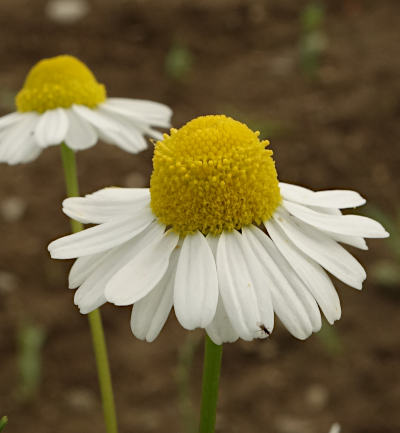 matricaria chamomilla