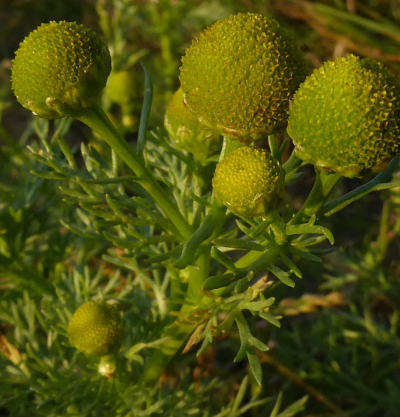 matricaria discoidea