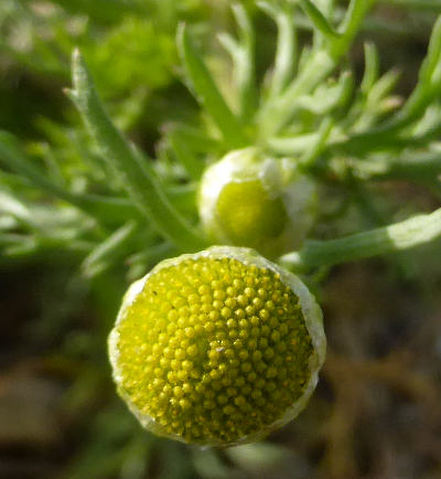 matricaria discoidea