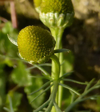 matricaria discoidea