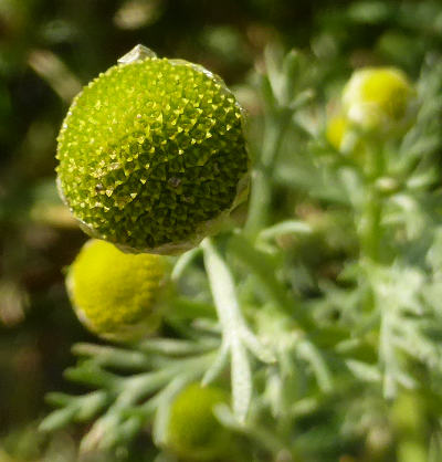 matricaria discoidea