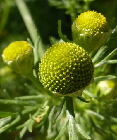 matricaria discoidea