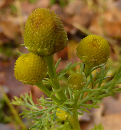 matricaria discoidea