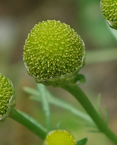 matricaria discoidea