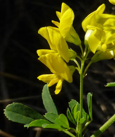 medicago falcata