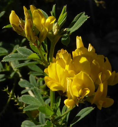 medicago falcata