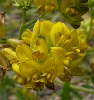 medicago falcata