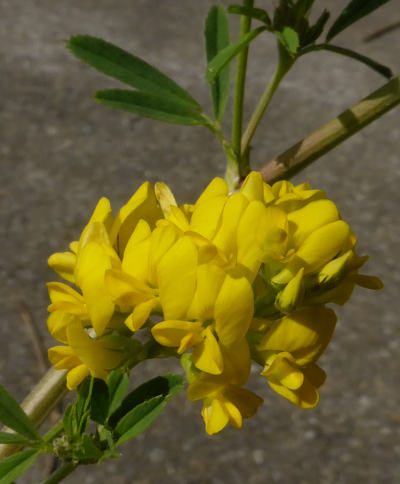 medicago falcata