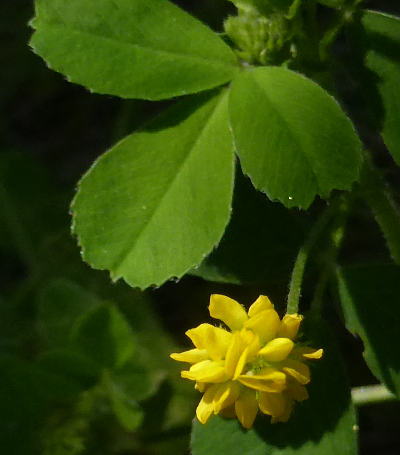 medicago lupulina