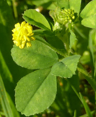 medicago lupulina