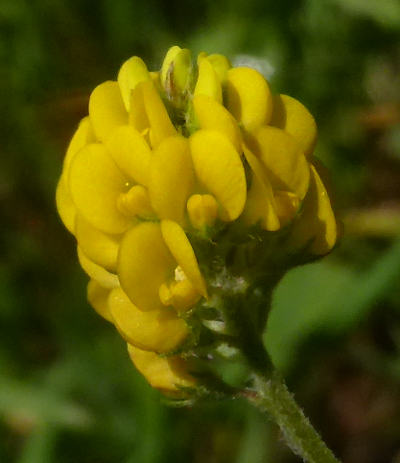 medicago lupulina