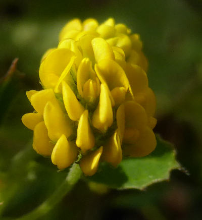 medicago lupulina