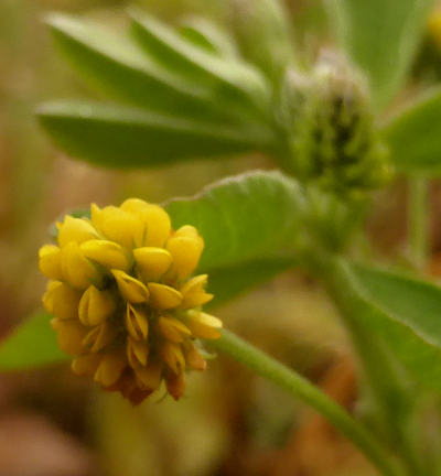 medicago lupulina