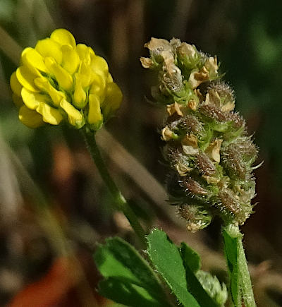 medicago lupulina