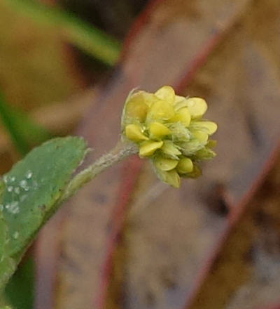 medicago lupulina