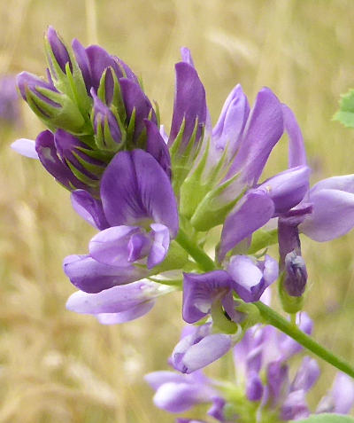 medicago sativa