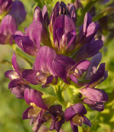 medicago sativa