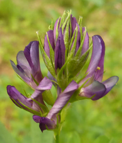 medicago sativa