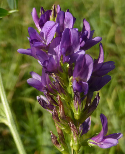 medicago sativa