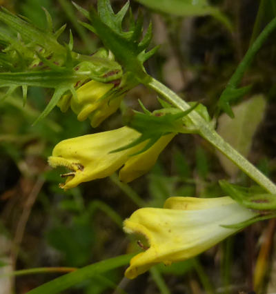 melampyrum pratense