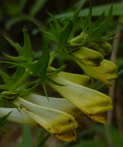 melampyrum pratense