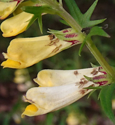 melampyrum pratense