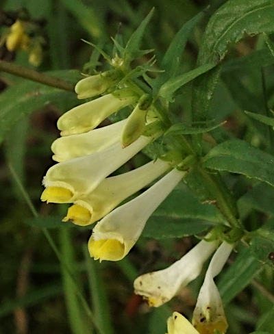 melampyrum pratense