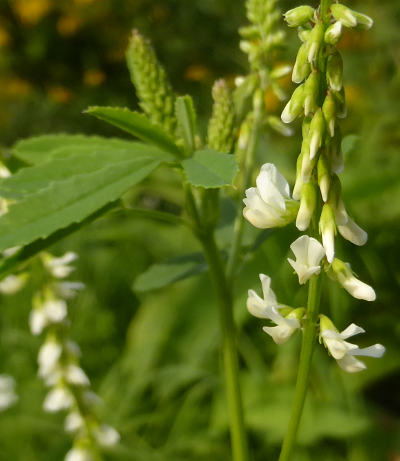 melilotus albus