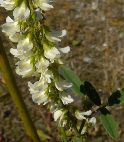 melilotus albus