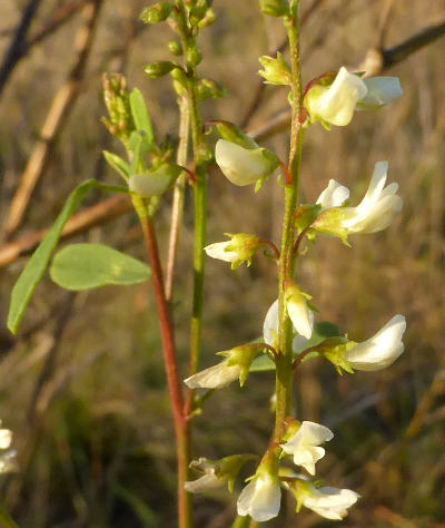 melilotus albus