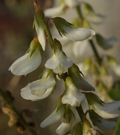 melilotus albus