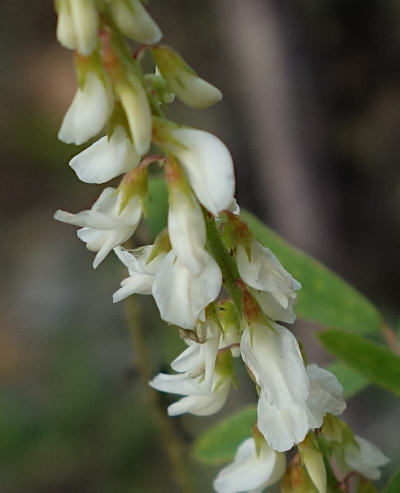 melilotus albus