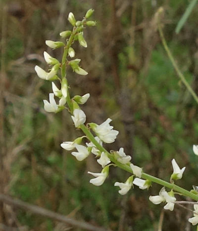 melilotus albus