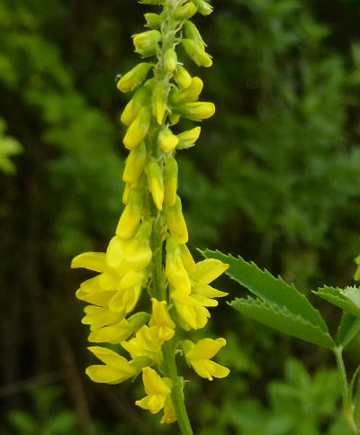 melilotus officinalis