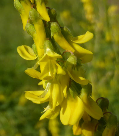 melilotus officinalis