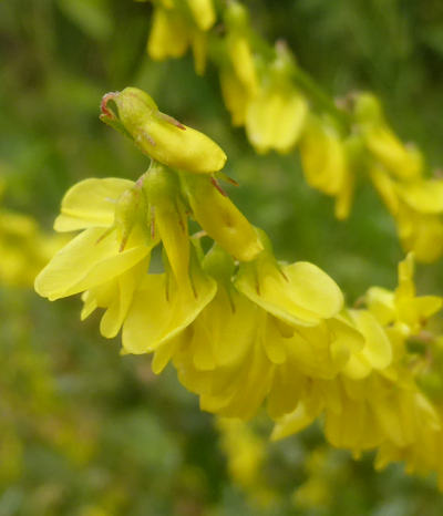 melilotus officinalis