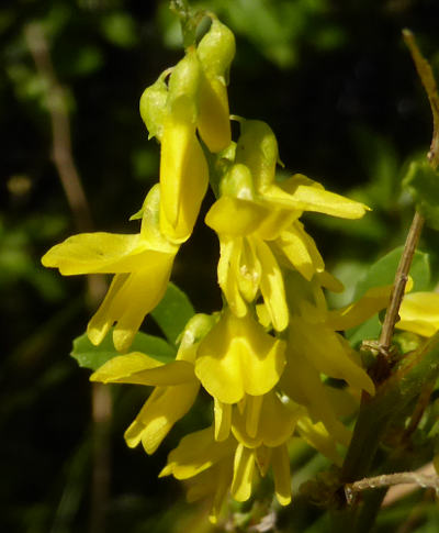 melilotus officinalis